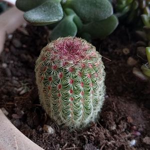 Hedgehog cactus (Echinocereus) - PictureThis