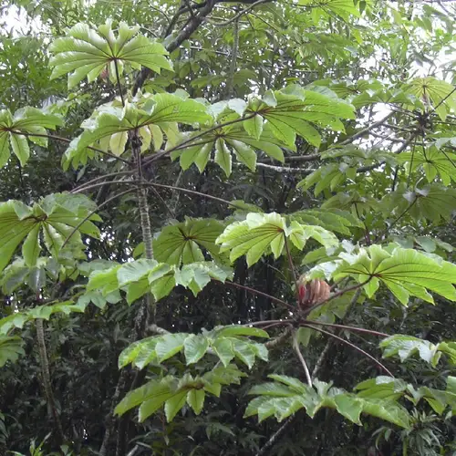 Guarumo (Cecropia obtusifolia) - PictureThis