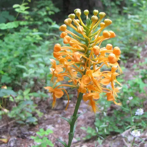 Orquídeas con flecos anaranjados