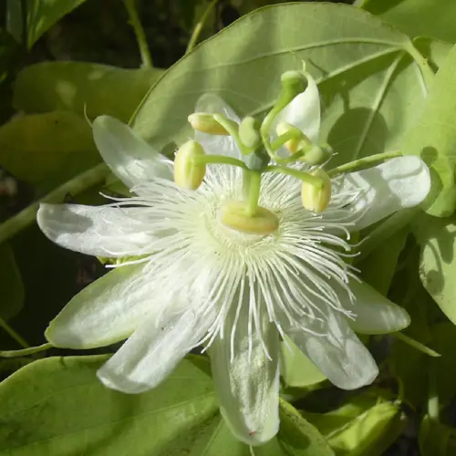 White passionflower