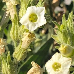 desert tobacco uses How to Grow and Care for Desert tobacco desert tobacco uses How to Grow and Care for Desert tobacco