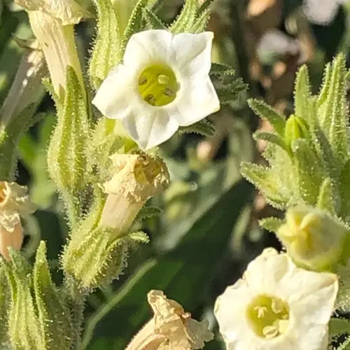 Nicotiana obtusifolia