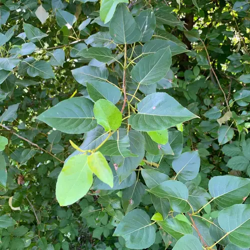Populus balsamifera subsp. trichocarpa