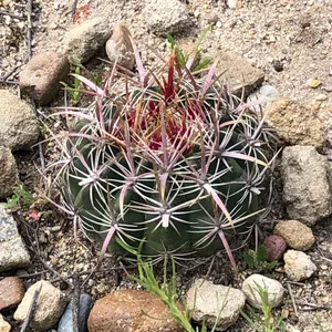 How to Grow and Care for San diego barrelcactus