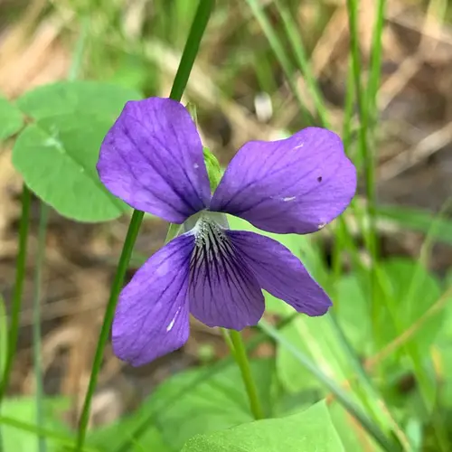 Marsh blue violet