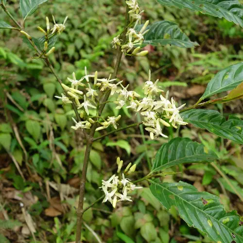 Aidia cochinchinensis