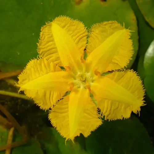 노랑어리연꽃