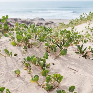 How to Grow and Care for Red sand verbena