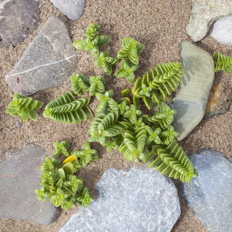 カクレイを多肉植物の庭で育てる方法 カクレイを多肉植物の庭で育てる方法
