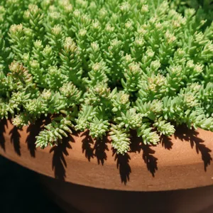 SPIRAL STAIRCASE / スパイラル・ステアケース SPIRAL STAIRCASE / スパイラル・ステアケース SPIRAL STAIRCASE