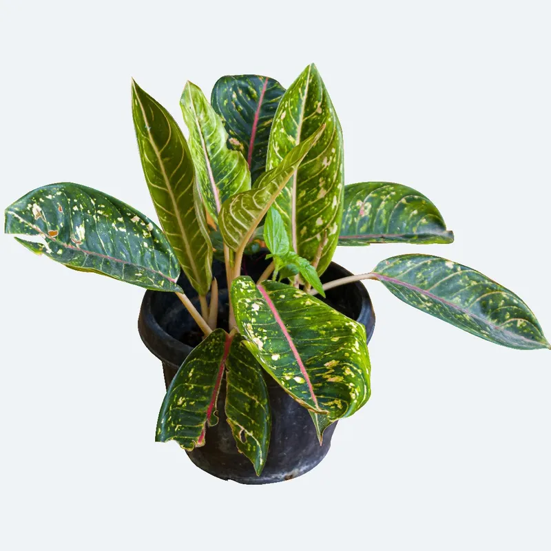 Discover the Benefits of Aglaonema 'Pink Moon' : A Perfect Indoor Plant
