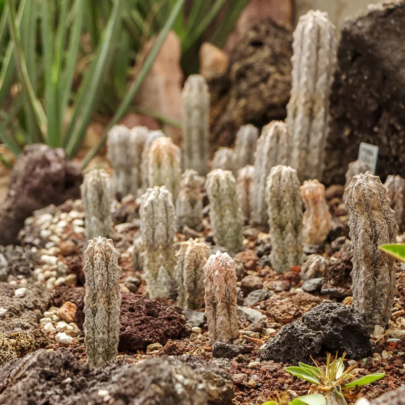 ユーフォルビア・アブデルクリを使った多肉植物ガーデニングマスター法