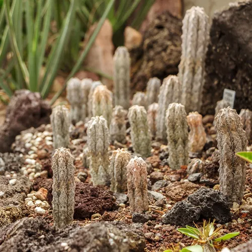 ユーフォルビア・アブデルクリ (Euphorbia abdelkuri) - PictureThis ユーフォルビア・アブデルクリ (Euphorbia abdelkuri) - PictureThis