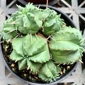 Euphorbia pulvinata - PictureThis