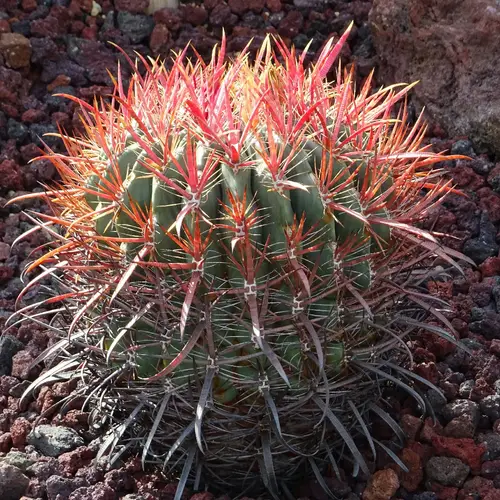 Fire barrel cactus