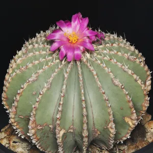 ゲオヒントニア・メキシカーナ (Geohintonia mexicana) - PictureThis ゲオヒントニア・メキシカーナ (Geohintonia mexicana) - PictureThis