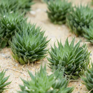 ハオルシア属 (分類, 特徴, 分布, 画像)