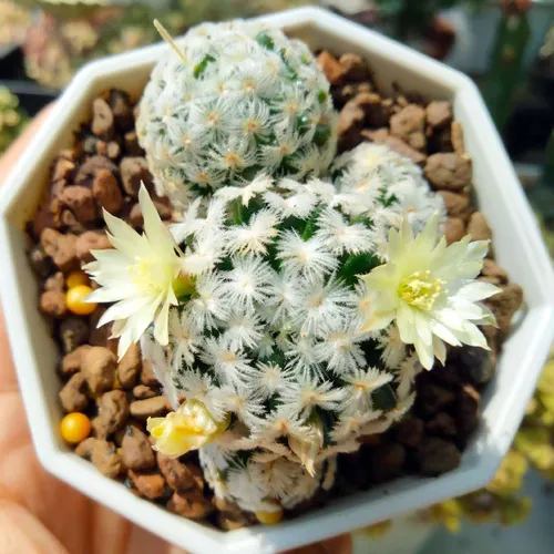 マミラリア・デュエイ (Mammillaria duwei) - PictureThis