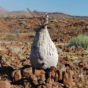 パキポディウム・レアリー (Pachypodium lealii) - PictureThis