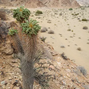 パキポディウム 光堂 (Pachypodium namaquanum) - PictureThis