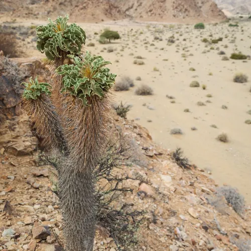 パキポディウム　光堂 パキポディウム 光堂 (Pachypodium namaquanum) - PictureThis