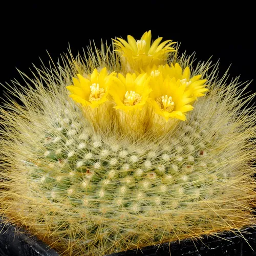 パロジア 錦翁玉 (Parodia chrysacanthion) - PictureThis