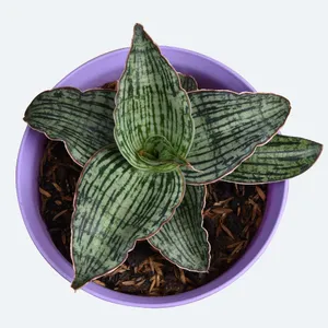 サンスベリア サドワラ ケーブス 斑入り 子株 サンセベリア