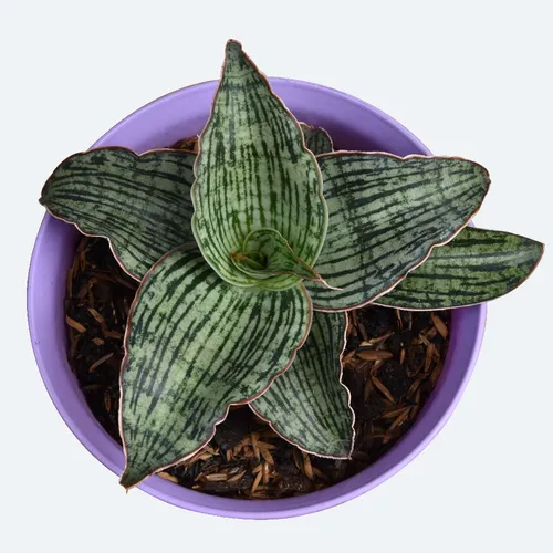 サンスベリア'クレオパトラ' (Sansevieria 'Cleopatra') - PictureThis