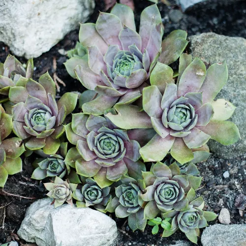 多肉植物 センペルビウム パシティックナイト 多肉図鑑】パシフィック