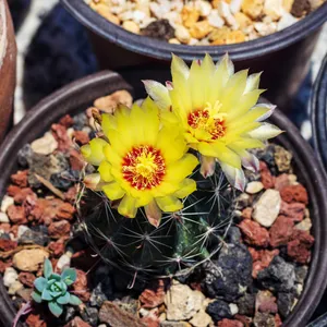 テロカクタス・セティスピヌス (Thelocactus setispinus) - PictureThis