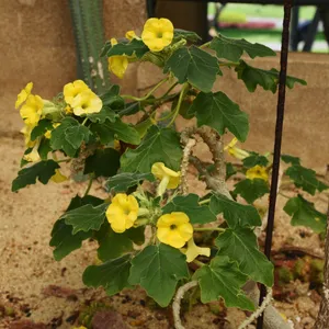 ウンカリーナ・ルーズリアナ (Uncarina roeoesliana) - PictureThis ウンカリーナ・ルーズリアナ (Uncarina roeoesliana) - PictureThis