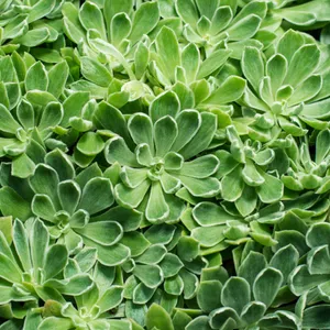 フジノシラユキ（富士の白雪） (Aeonium 'Ballerina') - PictureThis