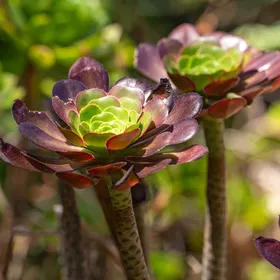 アエオニウム属の判定方法 (Aeonium)