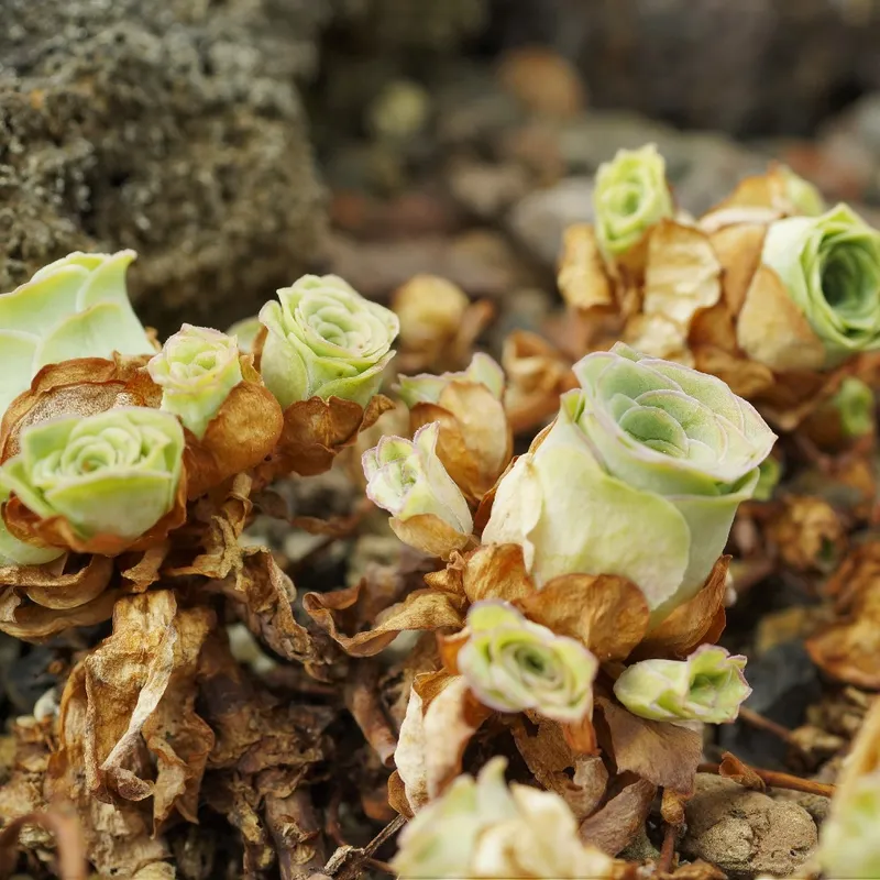 Reaping the Benefits of Mountain Rose: A Comprehensive Guide to the  Versatile Mountain Rose
