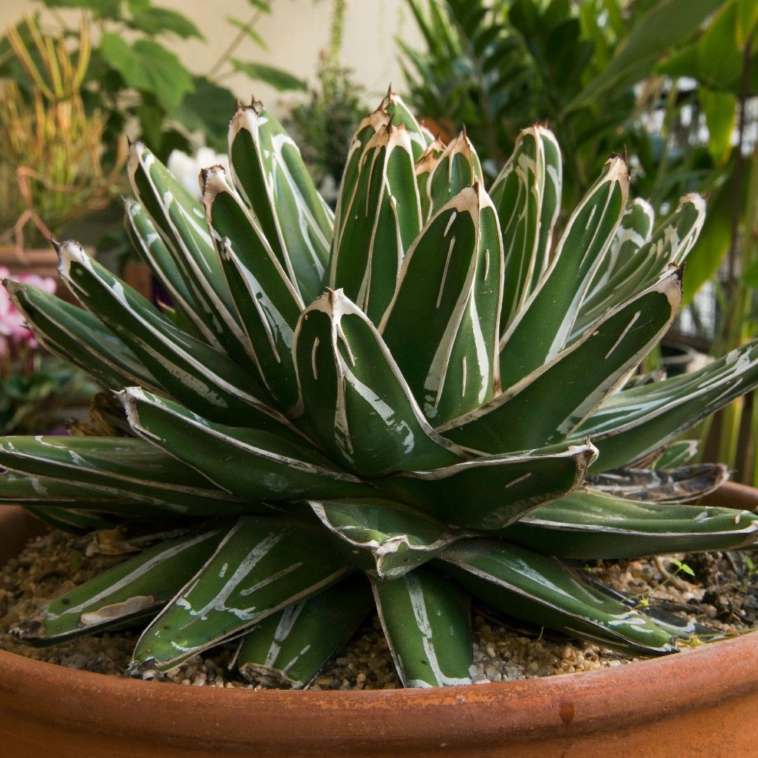 アガベ ニッケルシー. Agave Nickelsiae 笹吹雪 No，2 中株 抜き苗