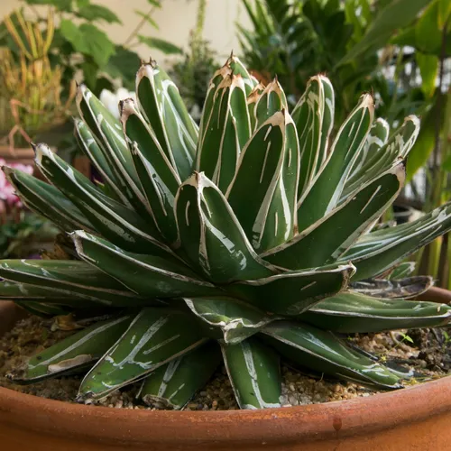 アガベ ・ニッケルシー (Agave nickelsiae) - PictureThis