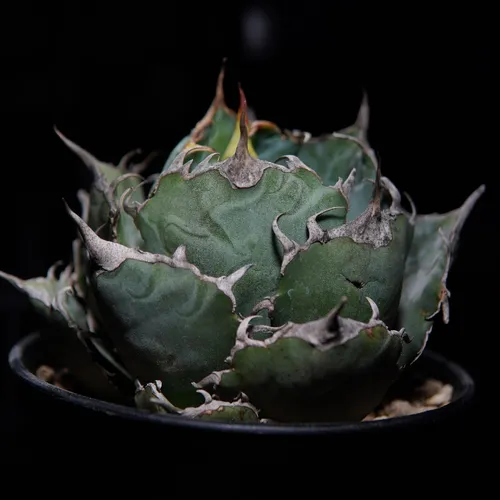 アガベ・チタノタ (Agave titanota) - PictureThis