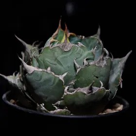 アガベ・チタノタの判定方法 (Agave titanota) アガベ・チタノタの判定方法 (Agave titanota)