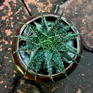 アロエ 'ぺぺ' (Aloe 'Pepe') - PictureThis