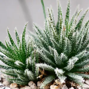 aloe vera tagescreme alterra Aloe Vera Tagescreme mit 60% Bio Aloe Vera main image 0