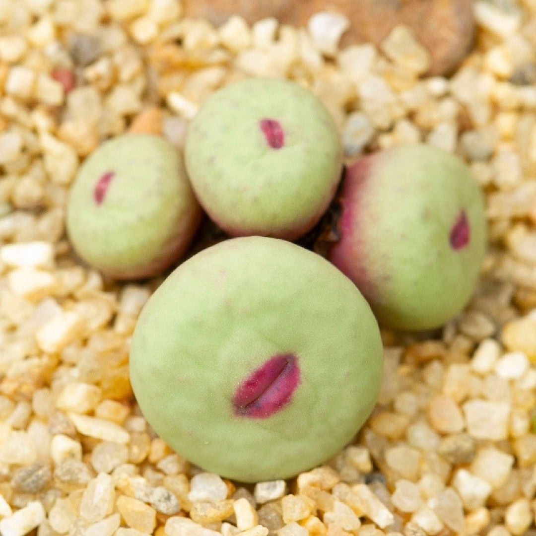 小姓　pageae　　 コノフィツム 　Conophytum 　多肉植物 多肉植物 コノフィツム パゲアエ 小姓 Conophytum pageae