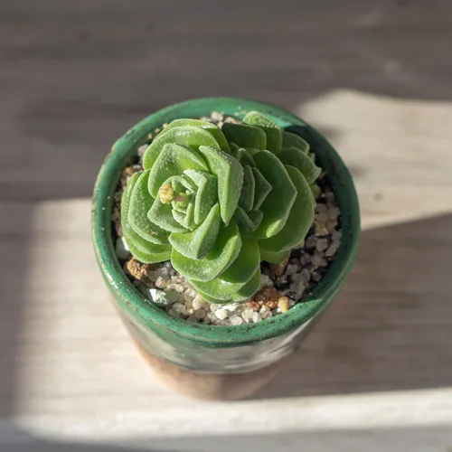 クラッスラ 'ドロシー' (Crassula 'Dorothy') - PictureThis