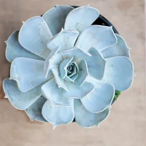 ポルックス (Echeveria 'Pollux') - PictureThis