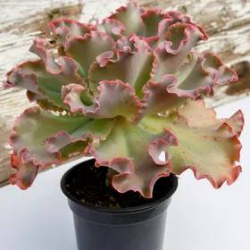 エケベリア 'ゾロ'の判定方法 (Echeveria 'Zorro')