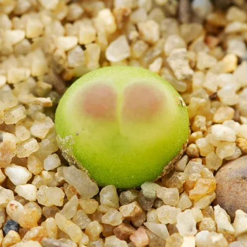 コノフィツム クリソルム chrisollum CR1266 Conophytum ursorungianum