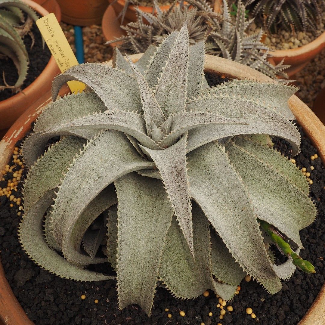 Dyckia marnier-lapostollei 連棘 ディッキア 【公式通販】