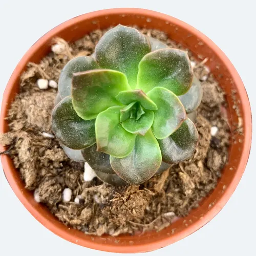 多肉植物 メラコ錦 未発根 【公式通販】