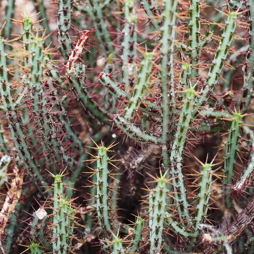 Miniature saguaro