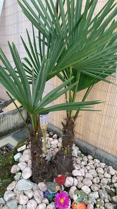 シュロ（棕櫚）の育て方・栽培方法