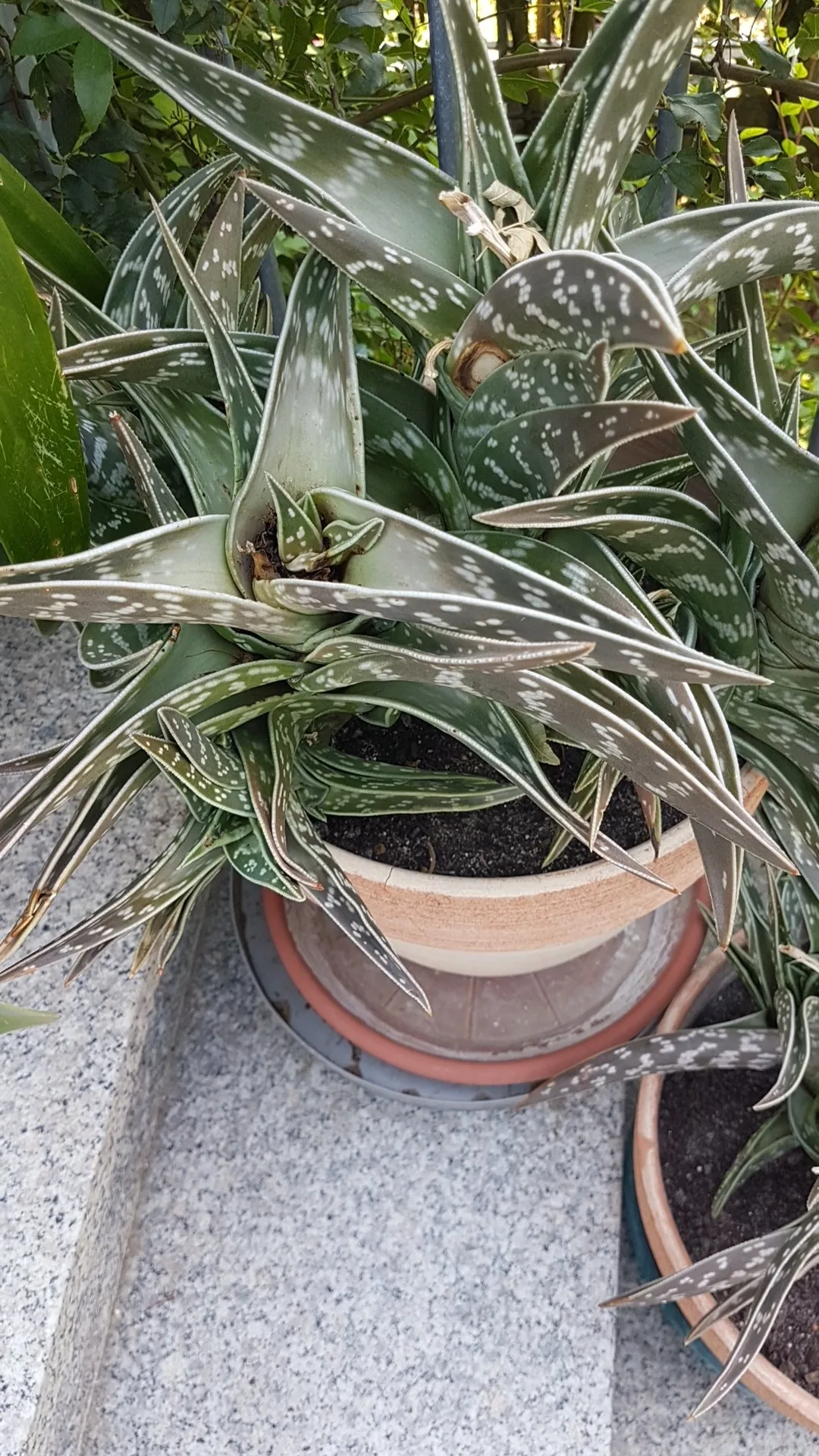 So identifizierst du Tiger-aloe (Aloe variegata)
